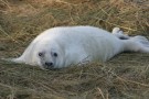 Newborn Seal Pup On Grass - Ideal Clubbing Candidate
